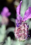 lavender closeup