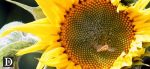 sunflower-and-bee