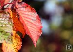 Three Coloured Leaves in Autumn