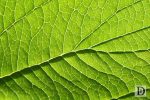 Close up of Green Leaf