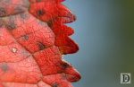 Close Up Autumn Leaf