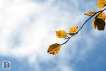 Bay leaves and clouds
