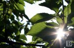 Early Autumn Sun and Leaves