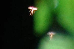 Fairies2