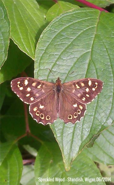 Speckled-Wood