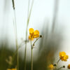 Buttercup inhouse photography