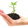 Small Business SEO Organic Growth